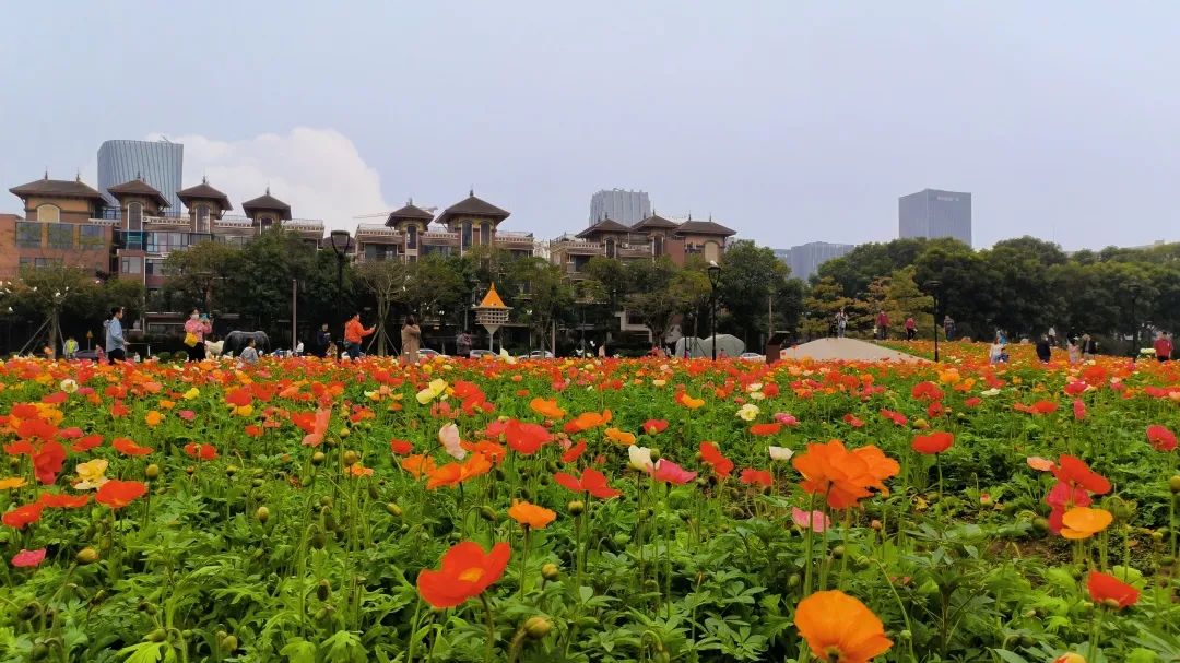 佛山附近花海图片