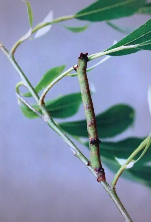 春夏之交,尺蠖虫高发,虽不咬人却令人不适