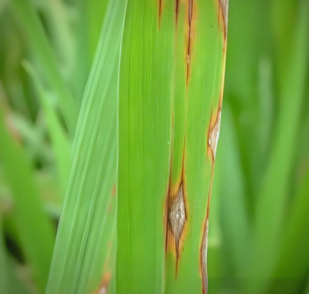 水稻稻瘟病的防治方法及注意事项