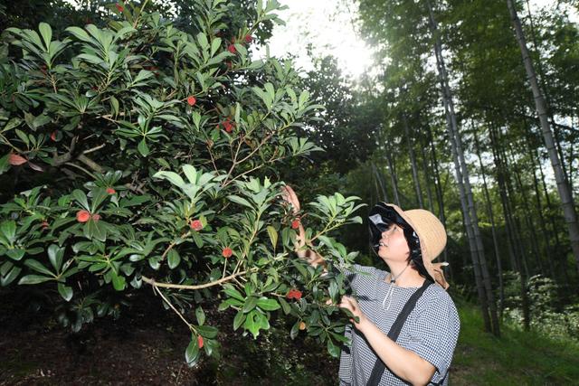 聽,田野裡動人的科技之歌——科技特派員制度浙江20年實踐紀實