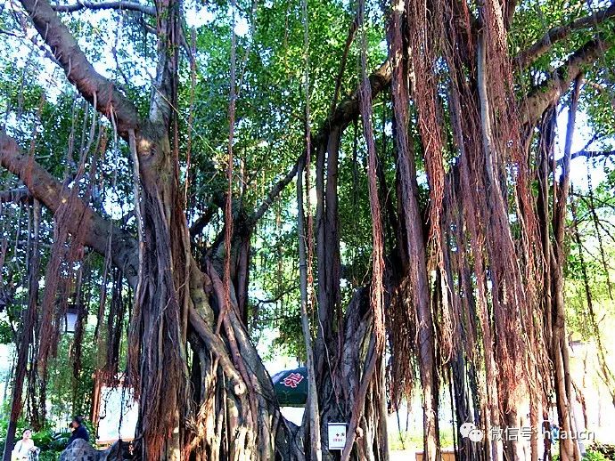 榕根之魅(1):美髯飘飘 气根成枝