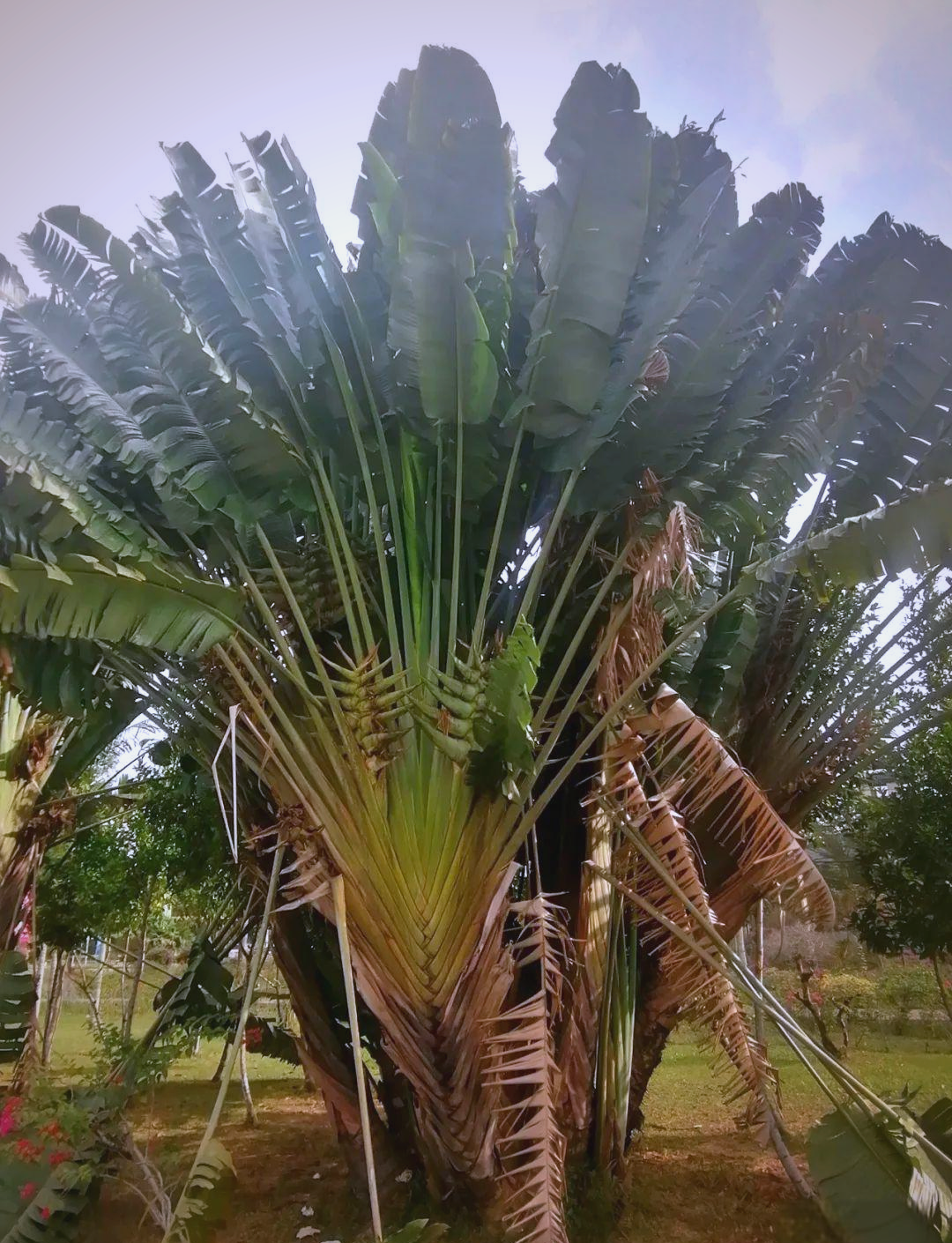 旅人蕉:热带风光中的壮丽之树