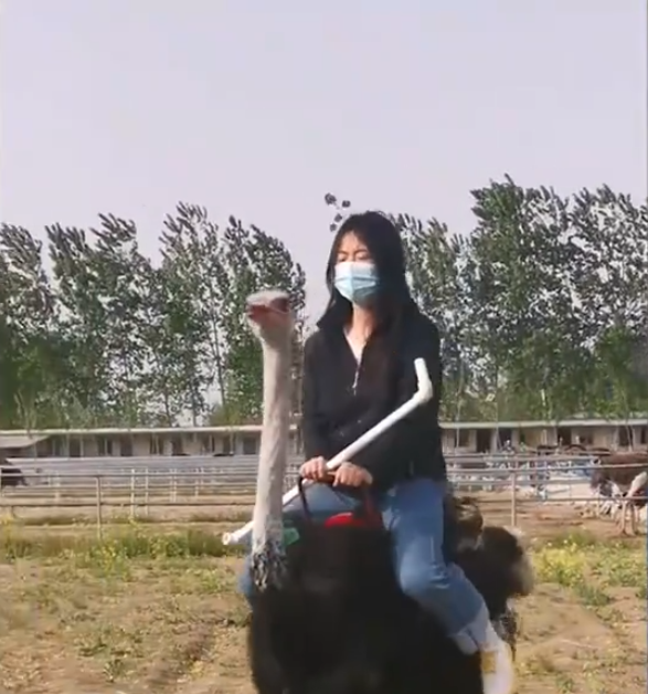 江苏一女子骑鸵鸟在农场驰骋,一路上风驰电掣