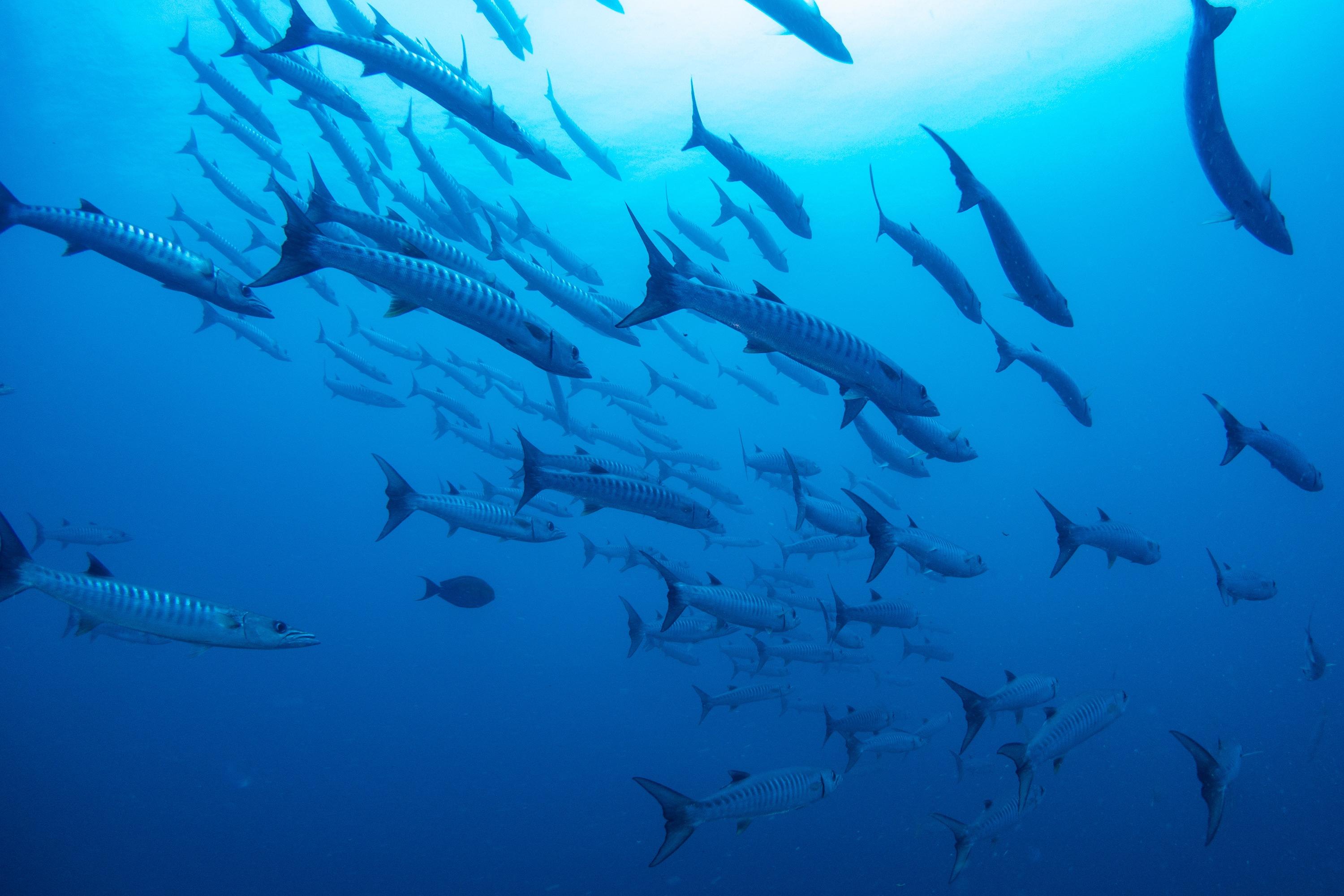 广西北海浴场多人被不明鱼类咬伤,专家称可能是海狼鱼