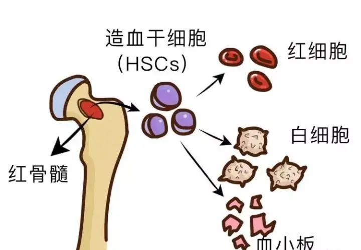 如何应对骨髓抑制?