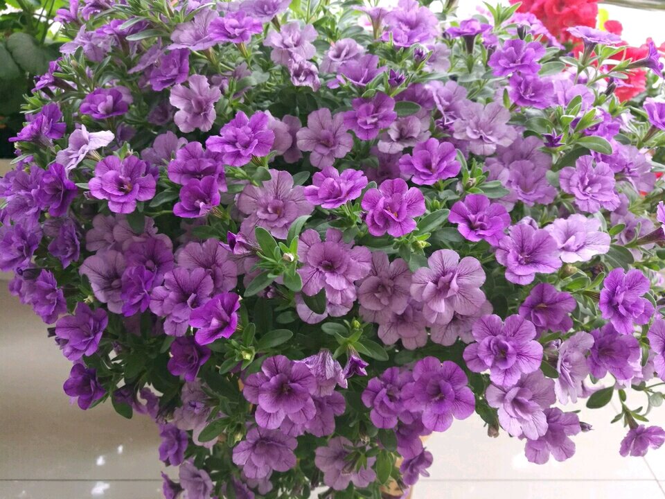 重瓣舞春花,盆栽花卉"新宠",好养易打理,能"点亮"你的阳台