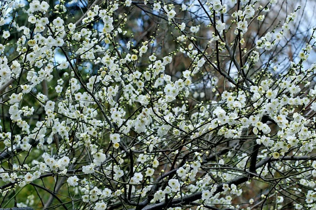 难得一见的绿梅盛放杨浦公园