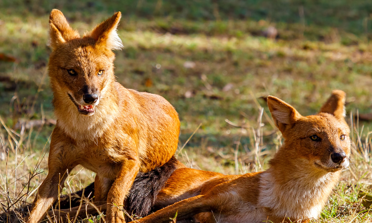 豺狗和鬣狗有什么区别
