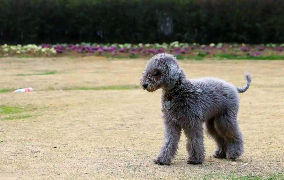 探秘贝灵顿梗:外表温柔却内心强大的猎兔犬