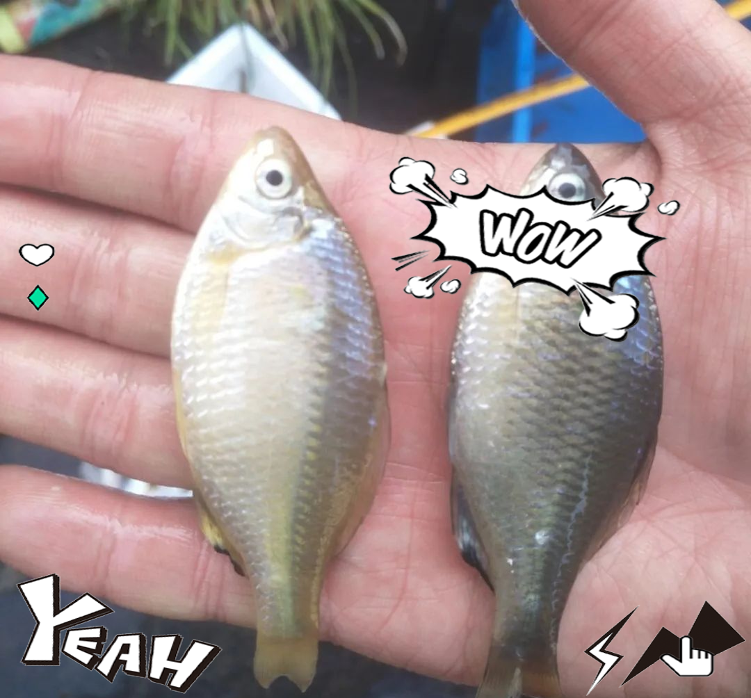 胡罗鱼:东北淡水珍品,美味与健康的完美结合