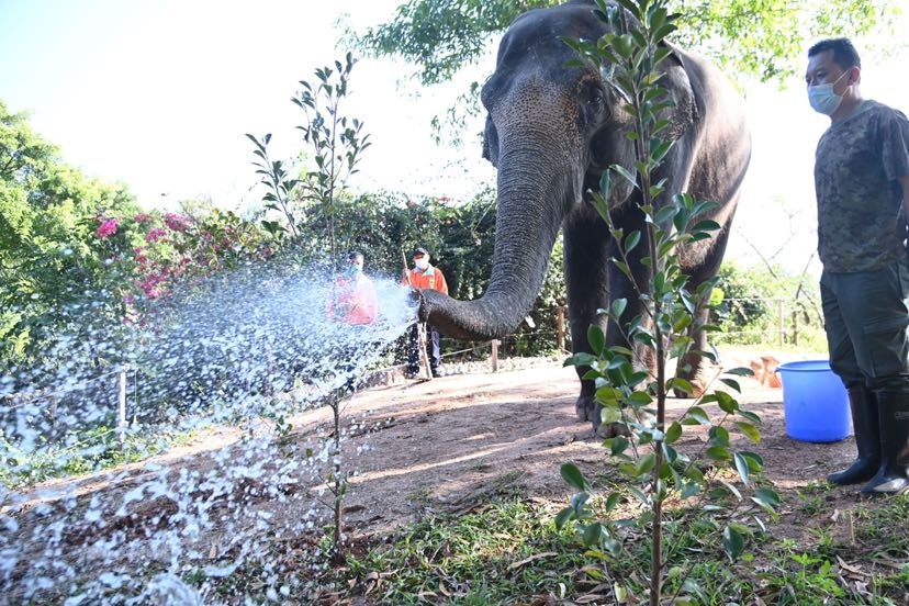 植树节|深圳野生动物园大象给树苗"浇水"