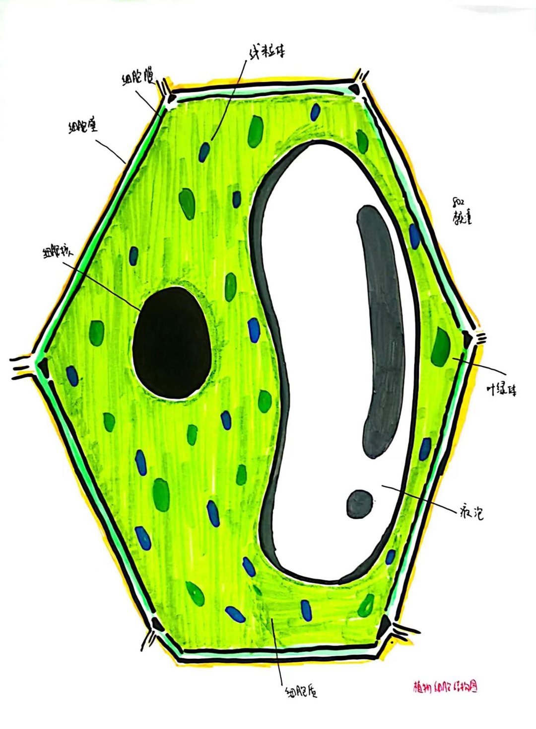 —八年级生物绘图比赛作品欣赏