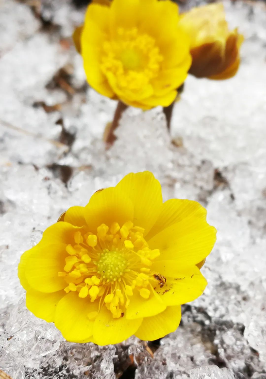 穿冰破雪!初春的牡丹江,冰凌花迎春綻放