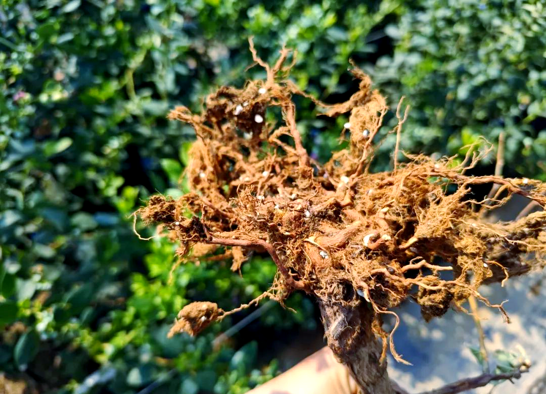 如何有效促进蓝莓根系的生长?