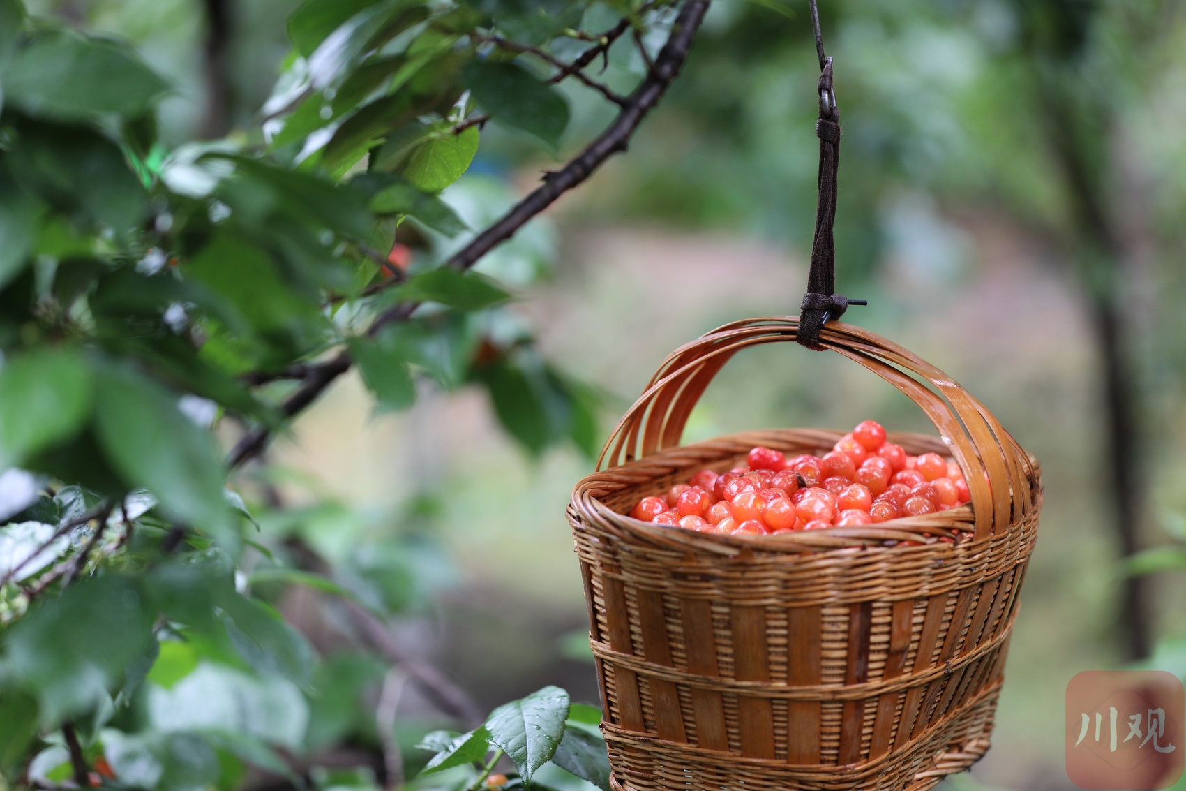 c视频|冕宁樱桃红 1.6万亩"红色珍珠"挂枝头