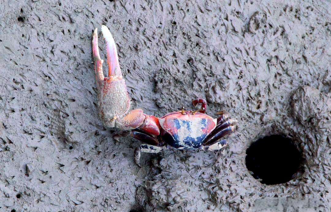 弧边管招潮蟹:潮间带常见的奇特螃蟹