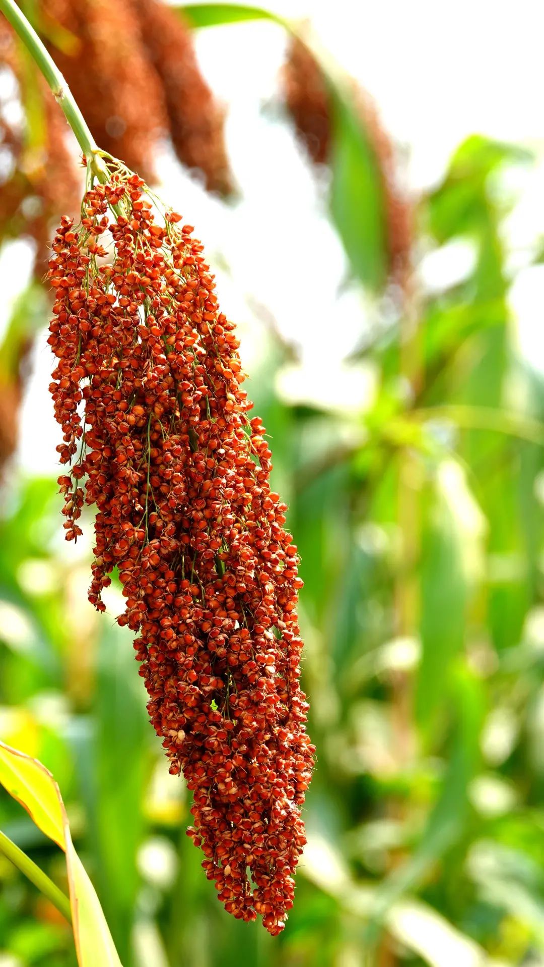 小康圆梦:古蔺十万亩优质高粱陆续成熟