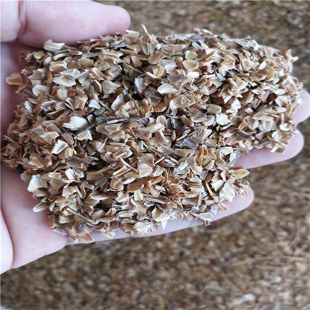 花环菊种子怎么播种