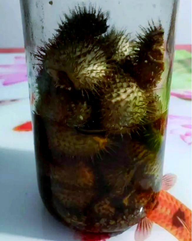 警惕未知植物!曼陀罗泡酒事件引发中毒风险