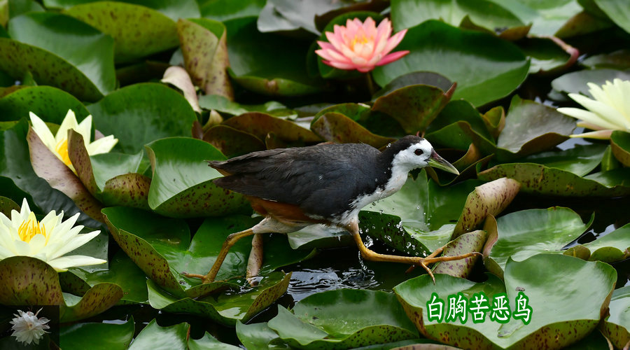 白胸苦恶鸟走在繁花盛开的路上