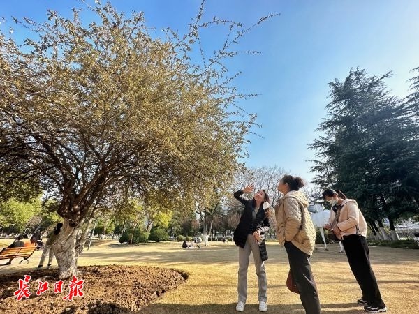 闻其香而不知其名,后襄河公园有棵"宝藏树"