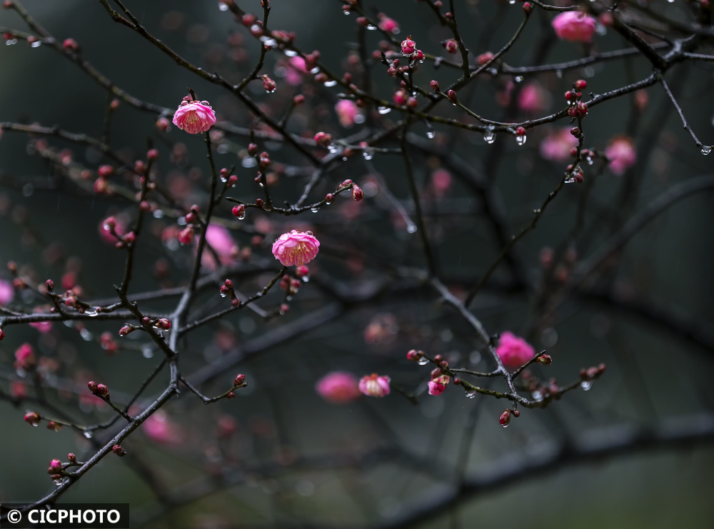 腊月梅花香图片