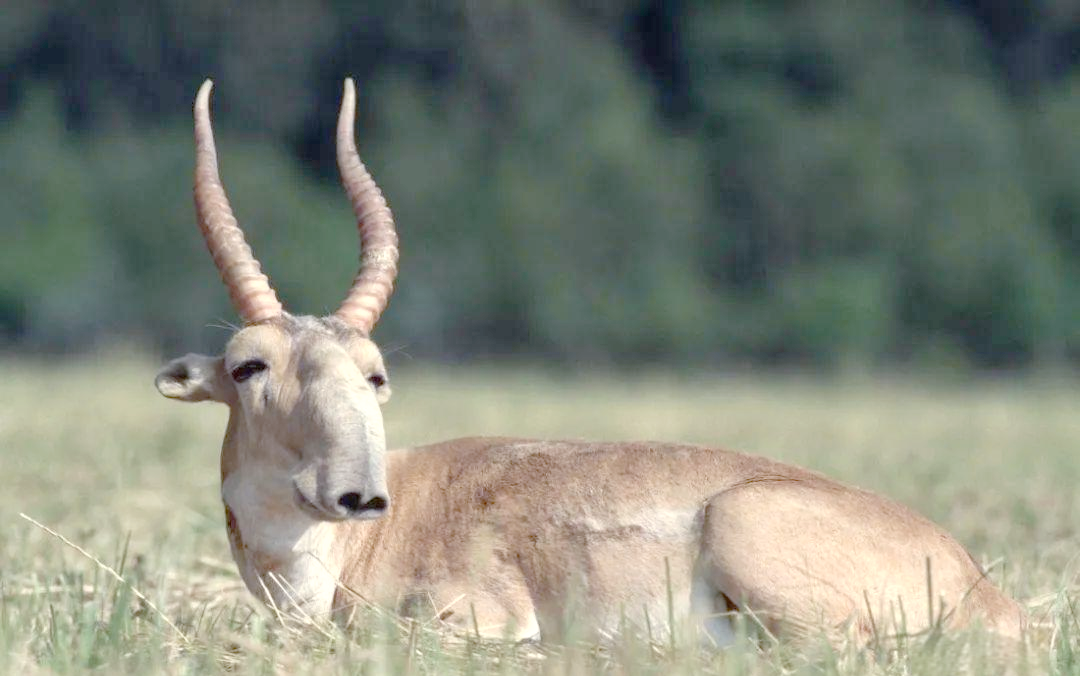 高鼻羚羊角的珍贵与保护:深入解析