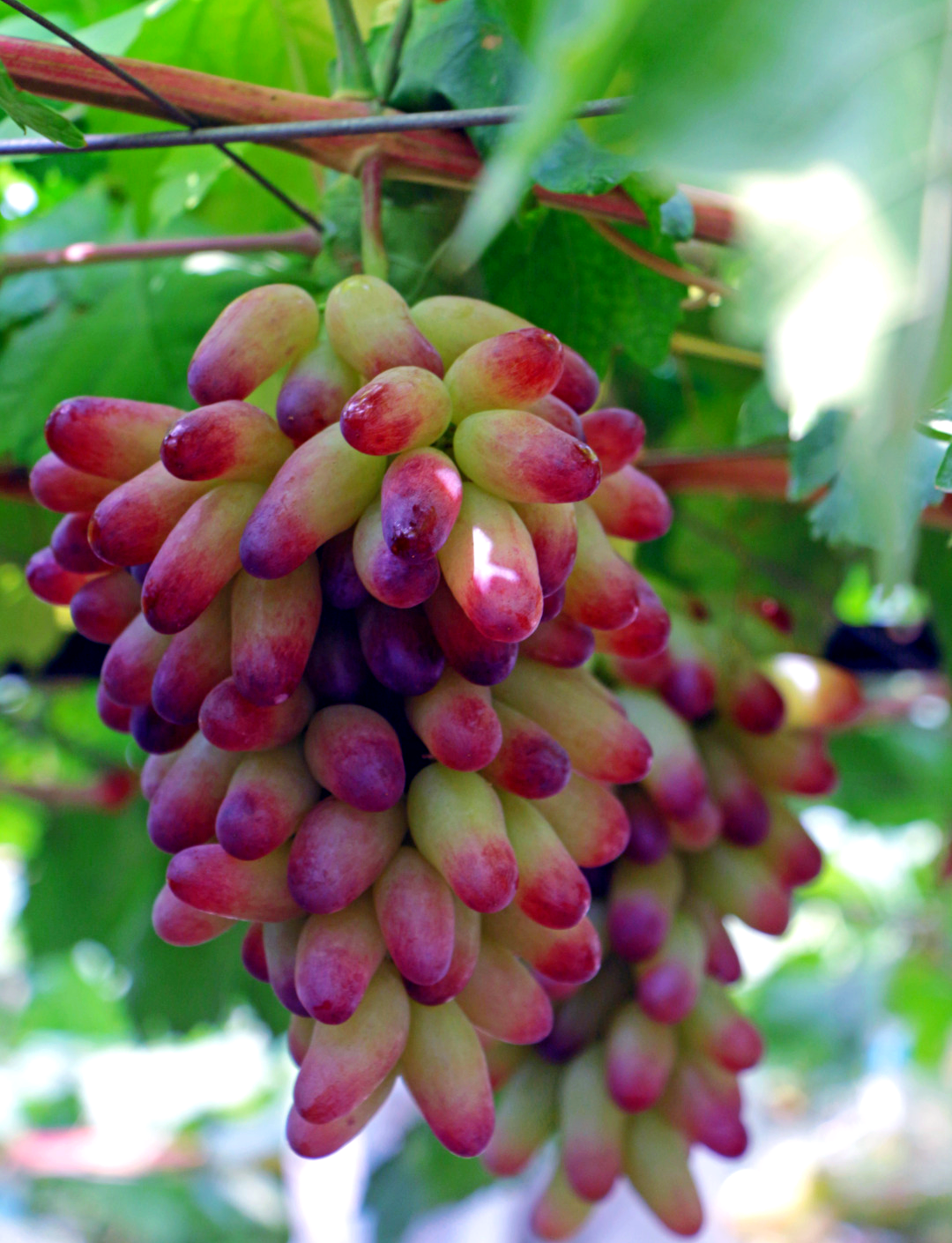 不同品种的丁庄葡萄上市时间指南