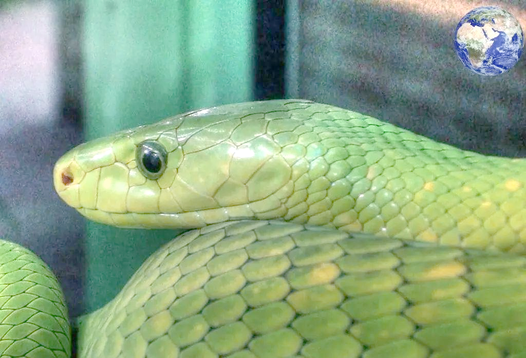 探秘非洲毒蛇界的黑曼巴家族及其非凡成员