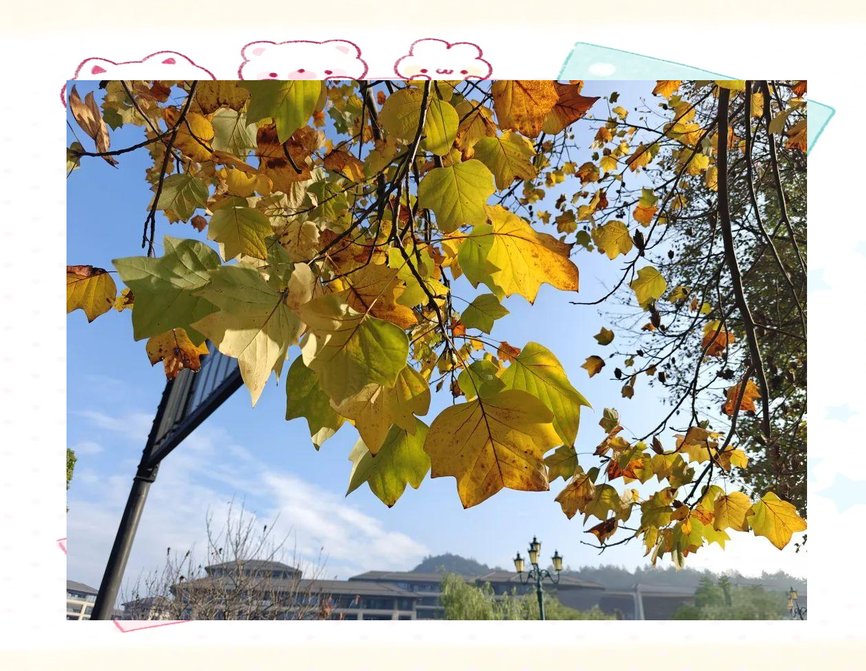 秋天不可错过的彩叶树