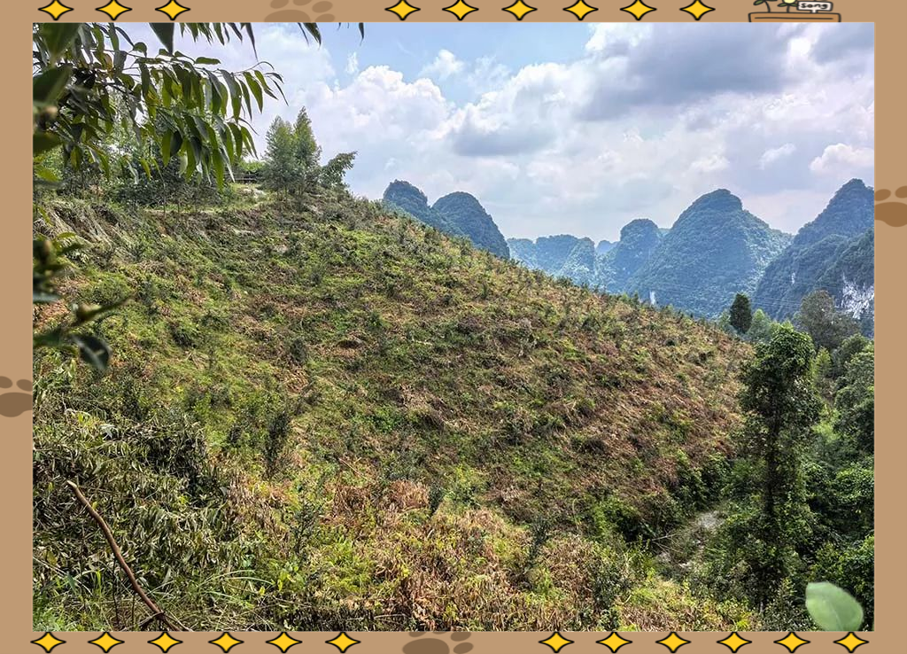 天等县福新镇康苗村种植了众多油茶树