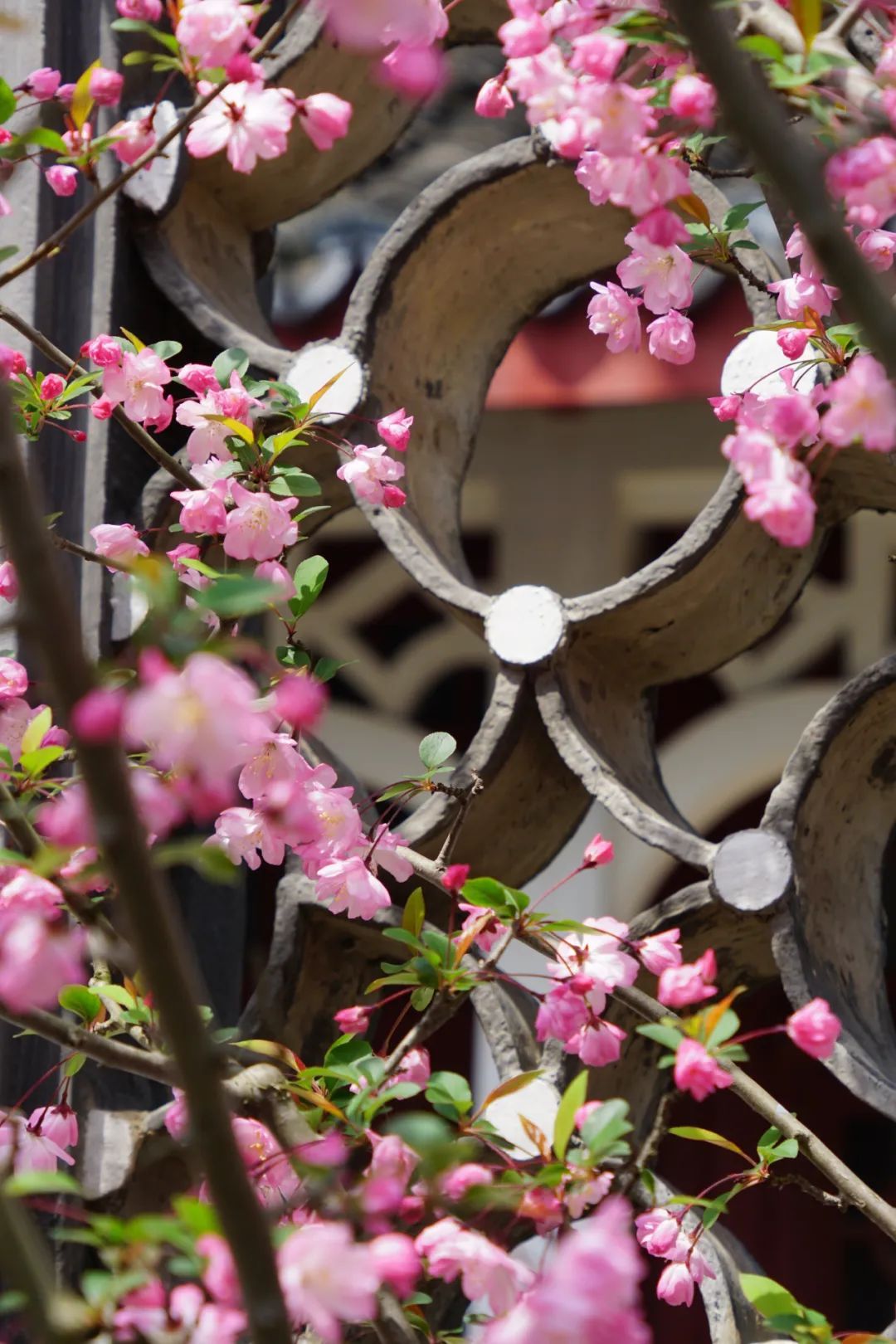 绝美古风海棠花,开在上海这座免费的江南园林中!