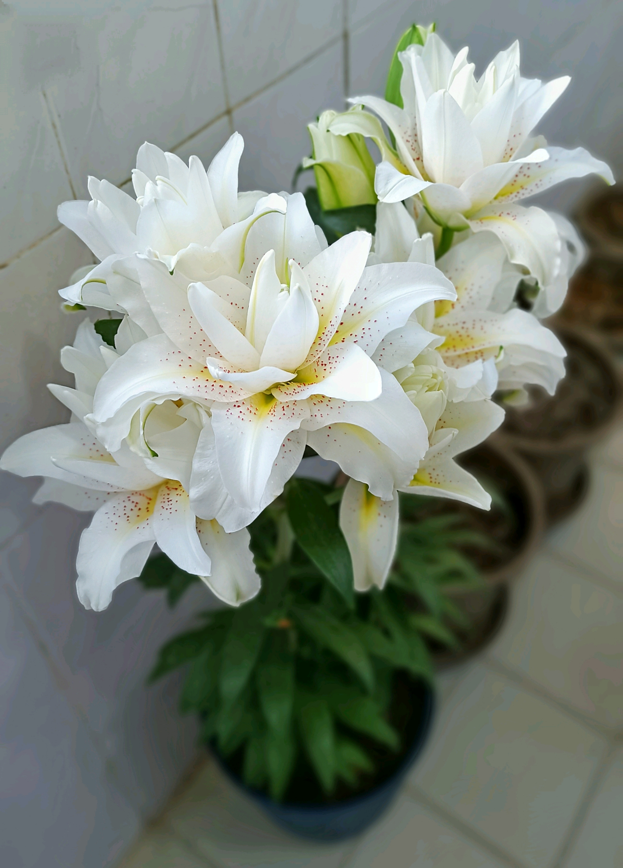 重瓣百合花—西塔,花大色美,浓香四溢,年年复花,阳台养也可以