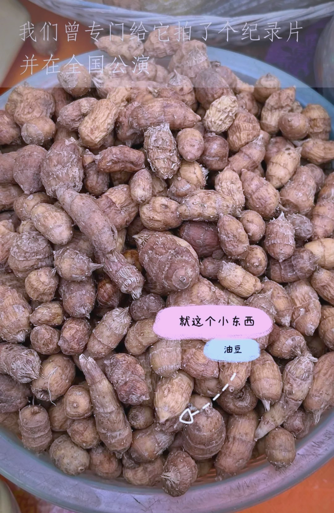 油豆:一种多功能的莎草科植物,曾拍成纪录片全国公演,如今却逐渐被