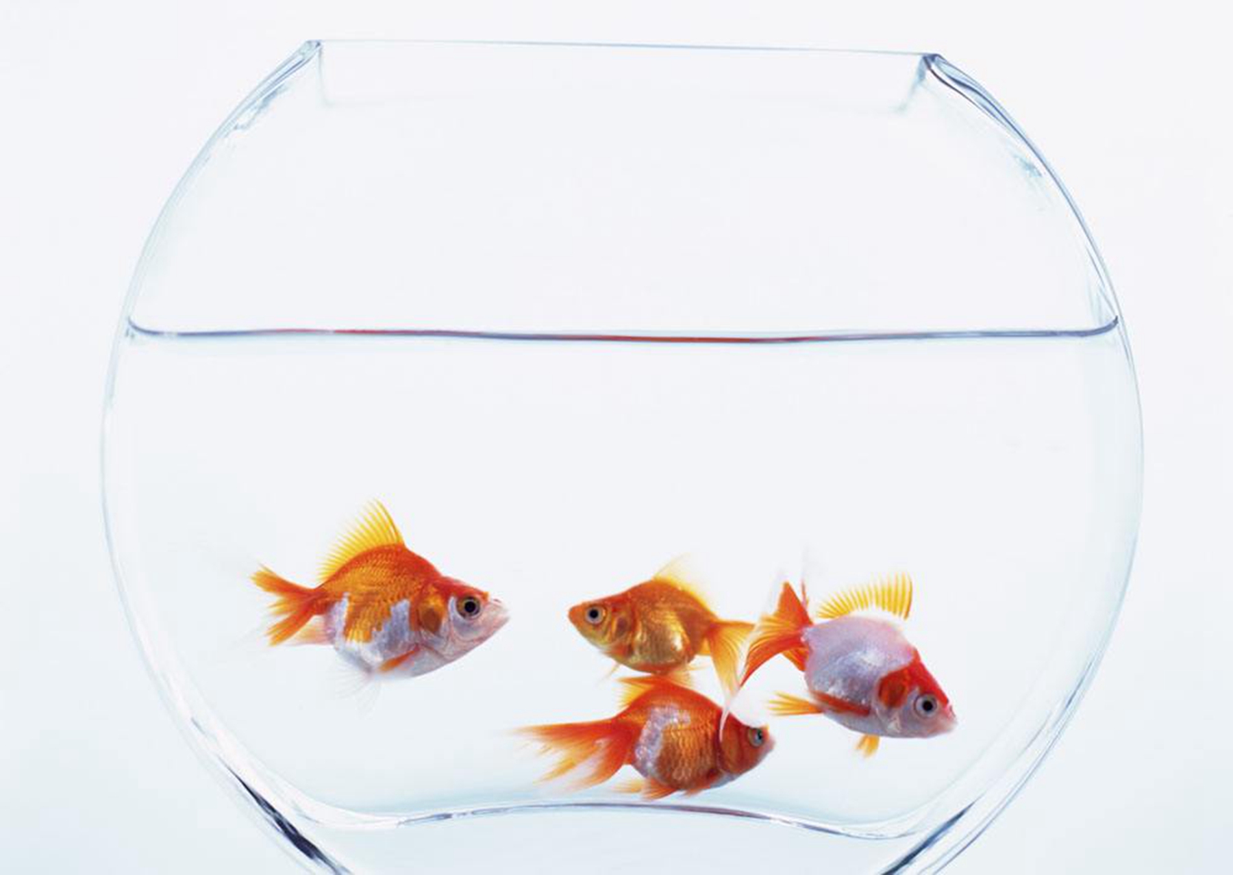 鱼从鱼缸里跳出来有什么寓意?养鱼有什么好处?