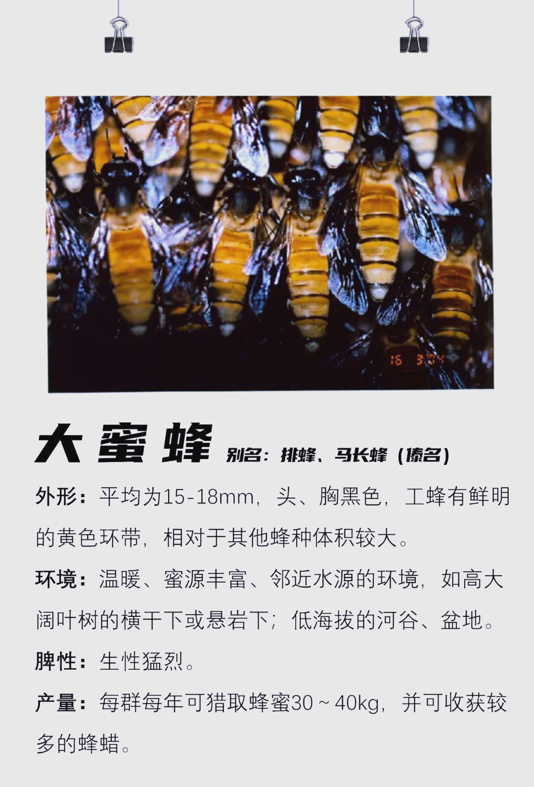 常州蜜蜂出售信息网站_常州小蜜蜂开锁中心 常州蜜蜂出售信息网站_常州小蜜蜂开锁中心