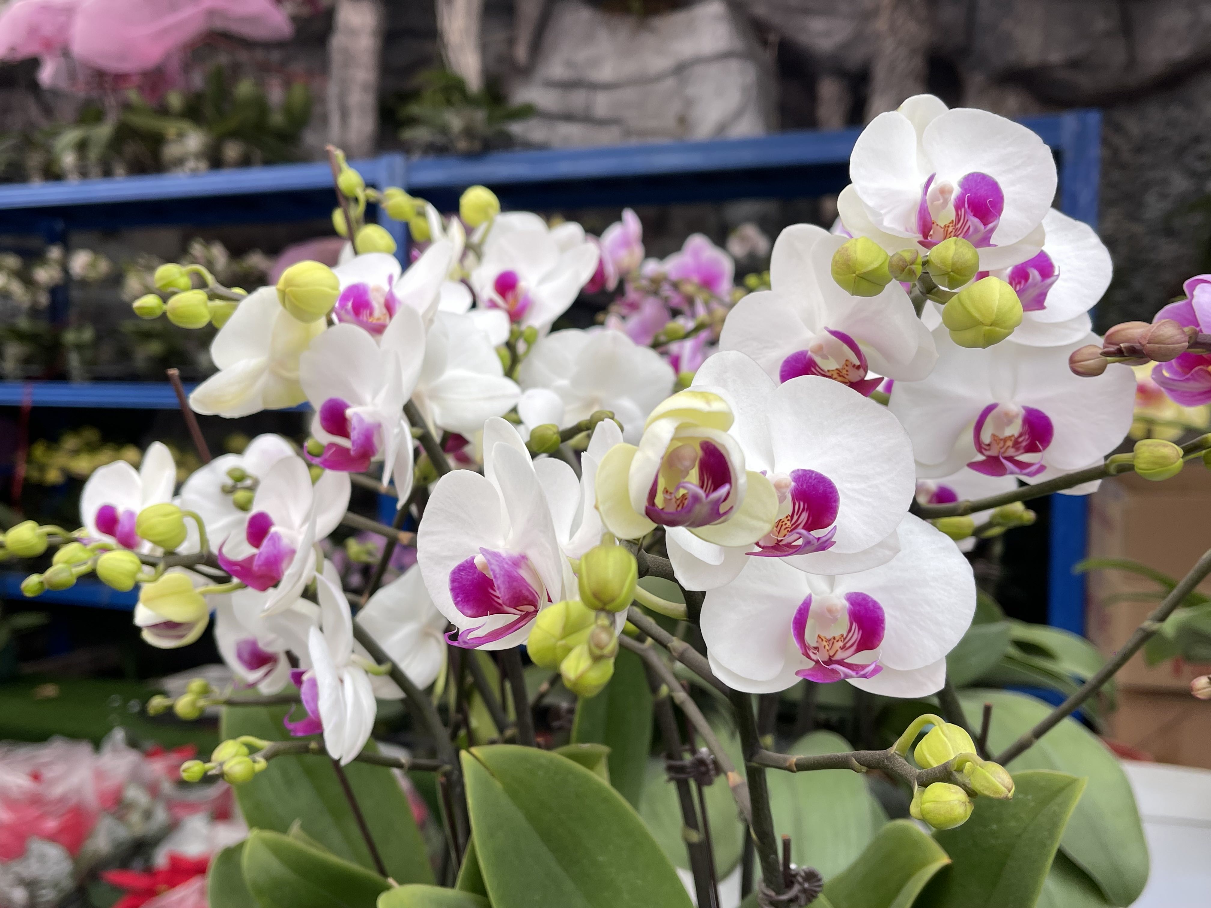 年宵花"翘楚"这样养,靓足一整年!