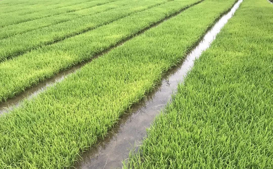 水稻苗 - 热门商品专区