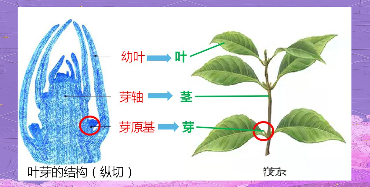 人教版初中生物七年级上册第三单元生物圈中的绿色植物第二章被子植物