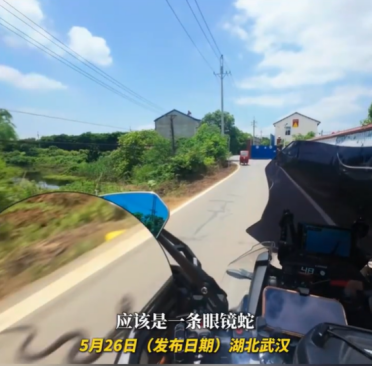 眼镜蛇在路上守株待兔 摩托车经过瞬间弹射攻击 当事人：当时吓坏了