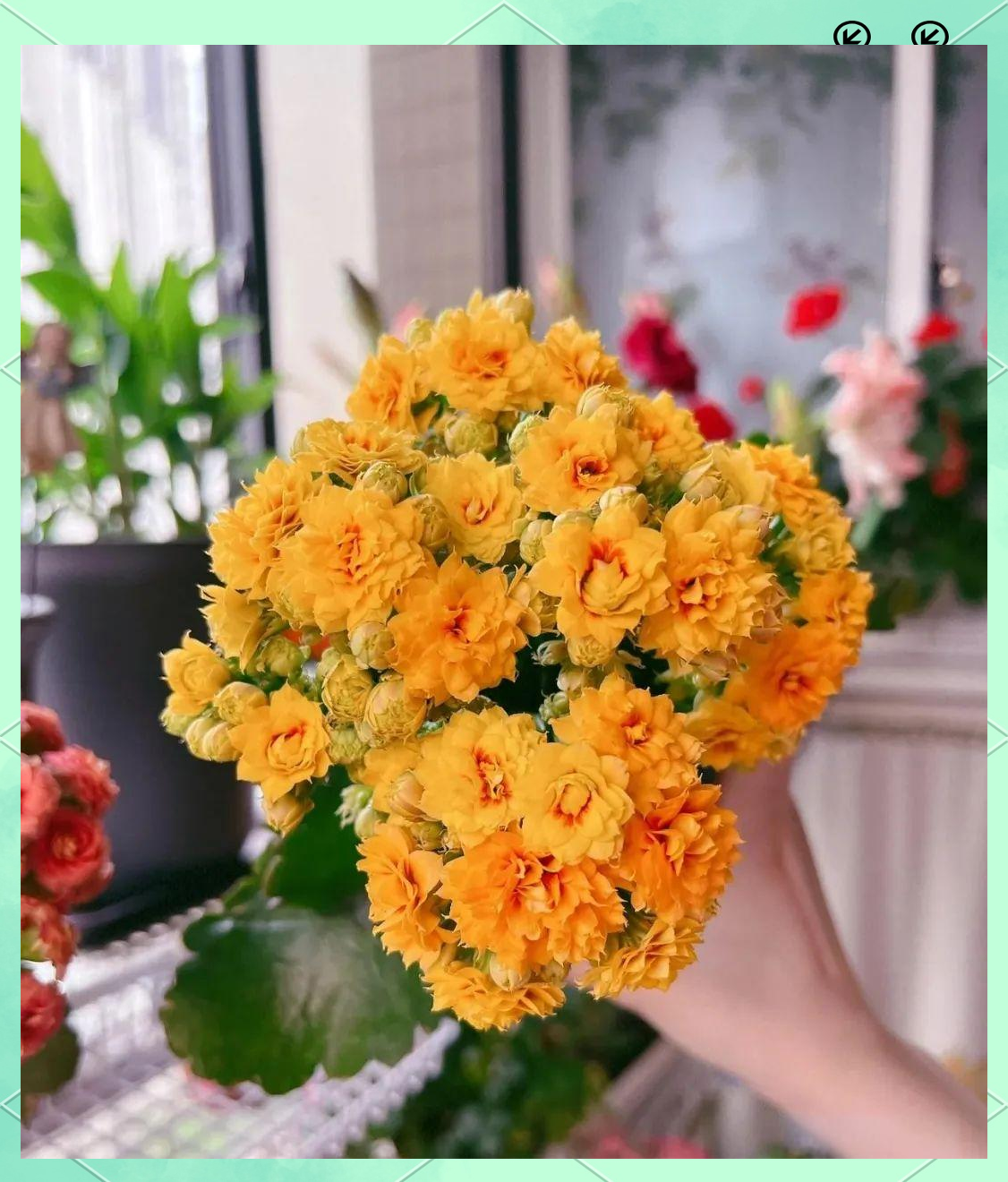 多种"高冷花"在冬日里绽放更显艳丽