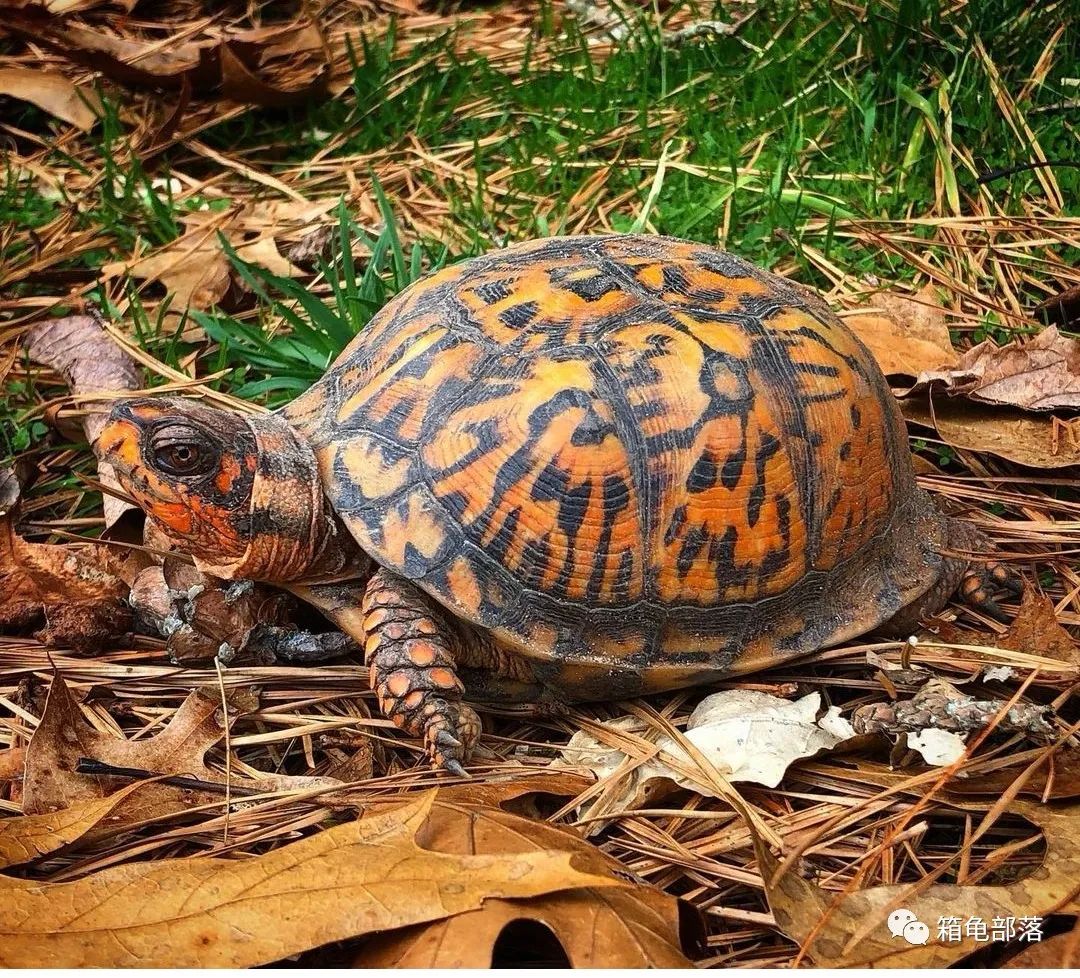 东部箱龟,曾经的王者