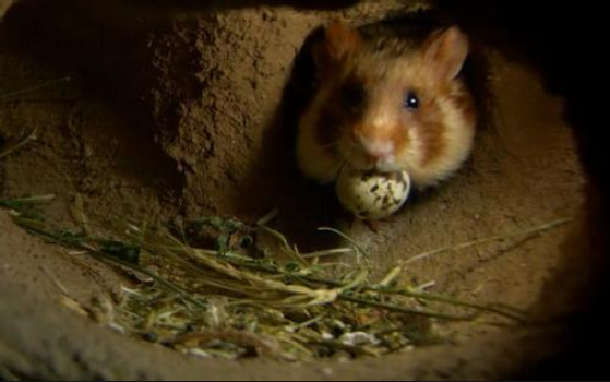 野生仓鼠搭窝的详细过程