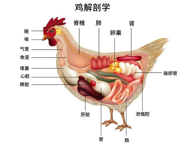 鸡的生存智慧:从觅食到消化的多样化适应策略