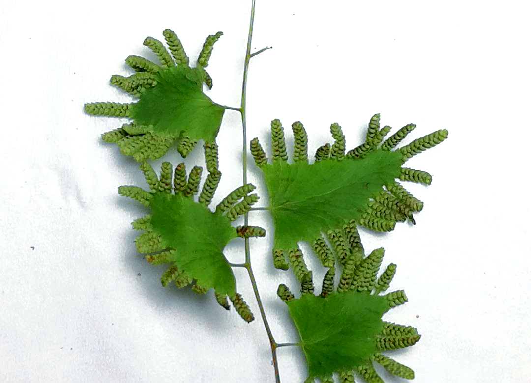 华南毛蕨的孢子囊群呈现圆形,它们的位置也颇具特色它们沿着叶片的