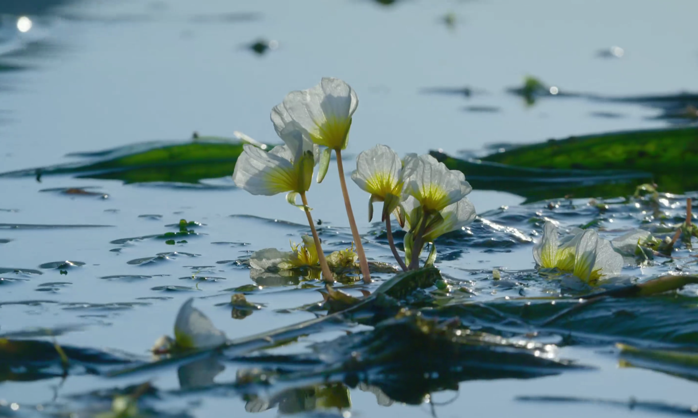 水性杨花,一个贬义词,也是一种植物