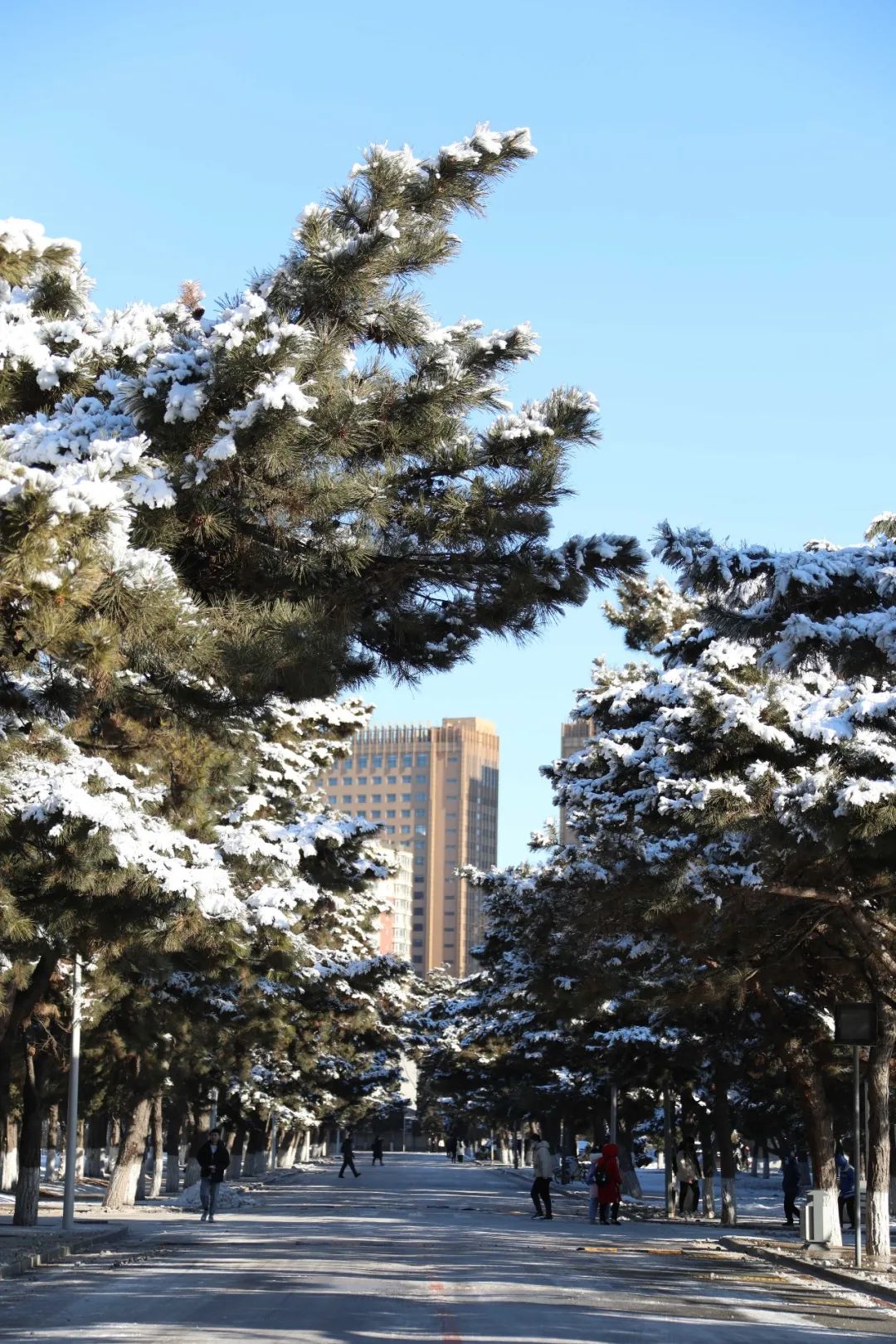 东北农业大学雪景图片