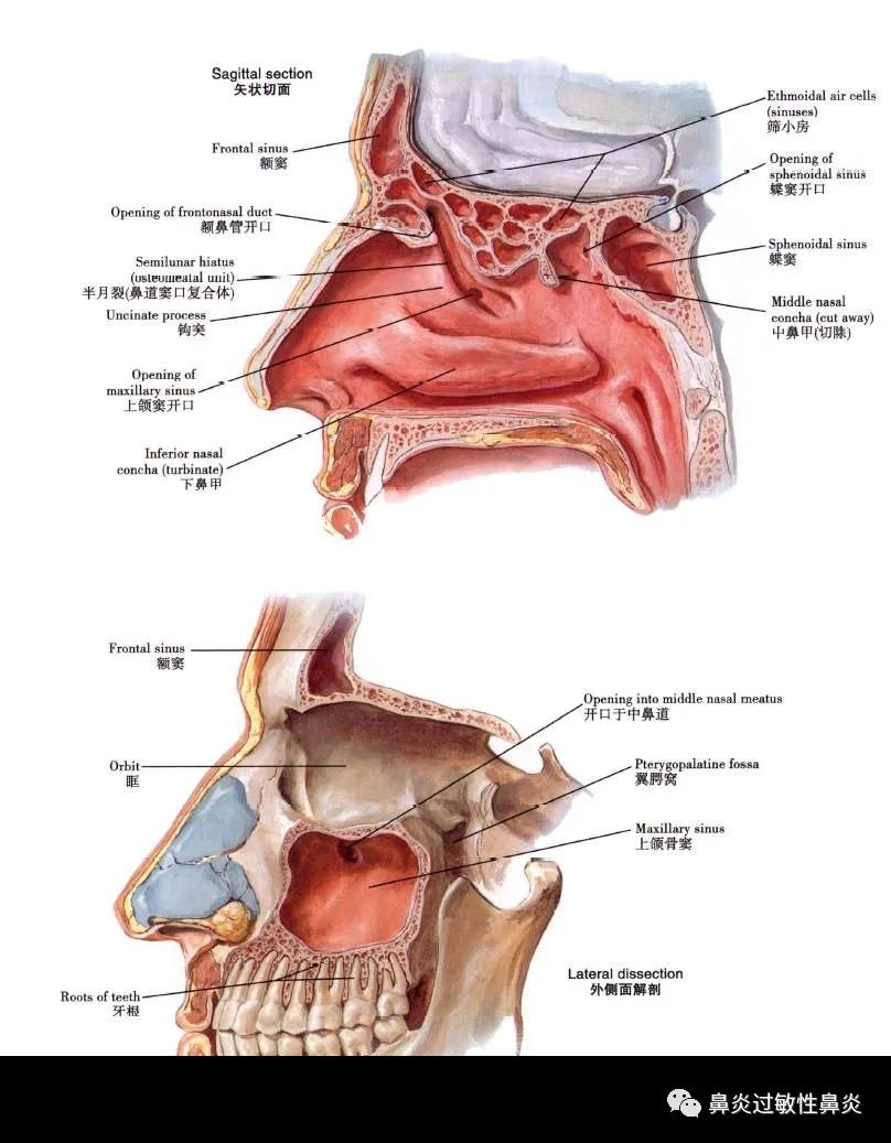额窦体表位置图片