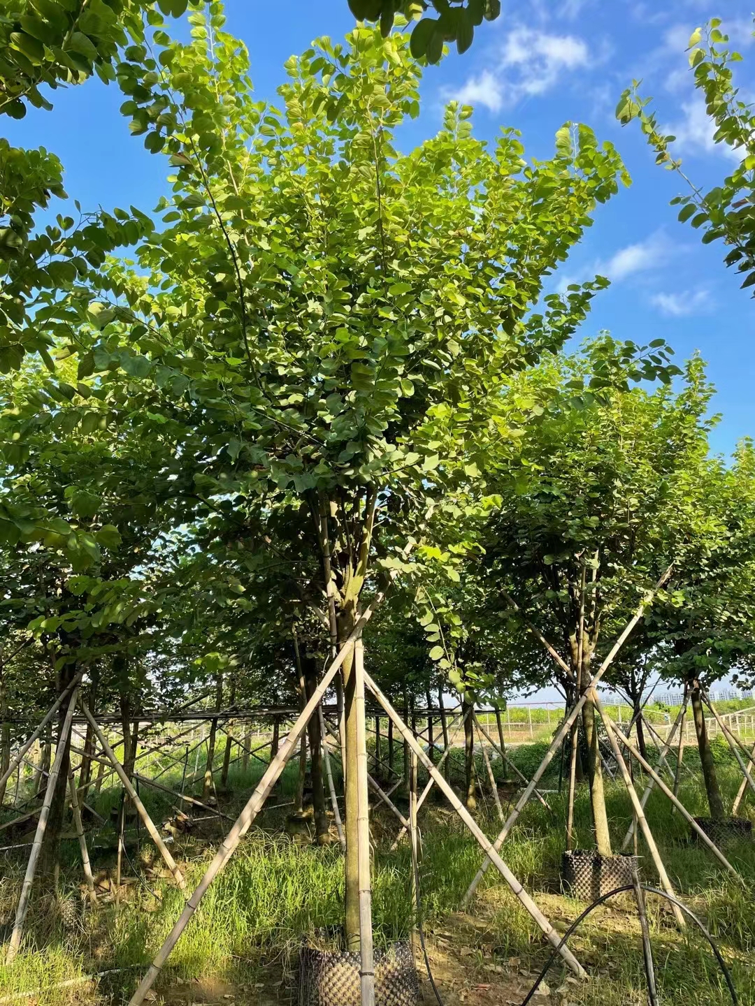 2023年宫粉紫荆价格 最新产地报价 规格5-20公分