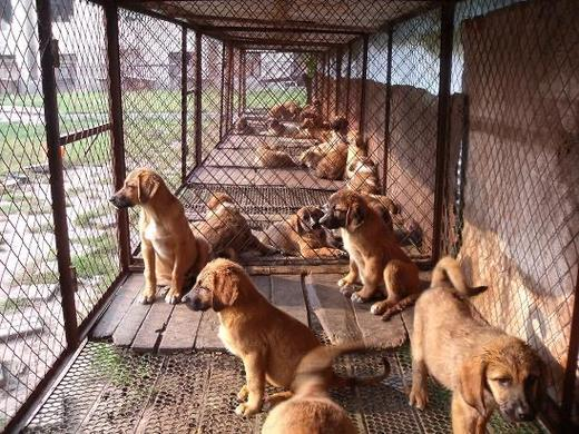 养殖肉狗的简单介绍 养殖肉狗的简单

先容
（养殖肉狗技术） 养殖